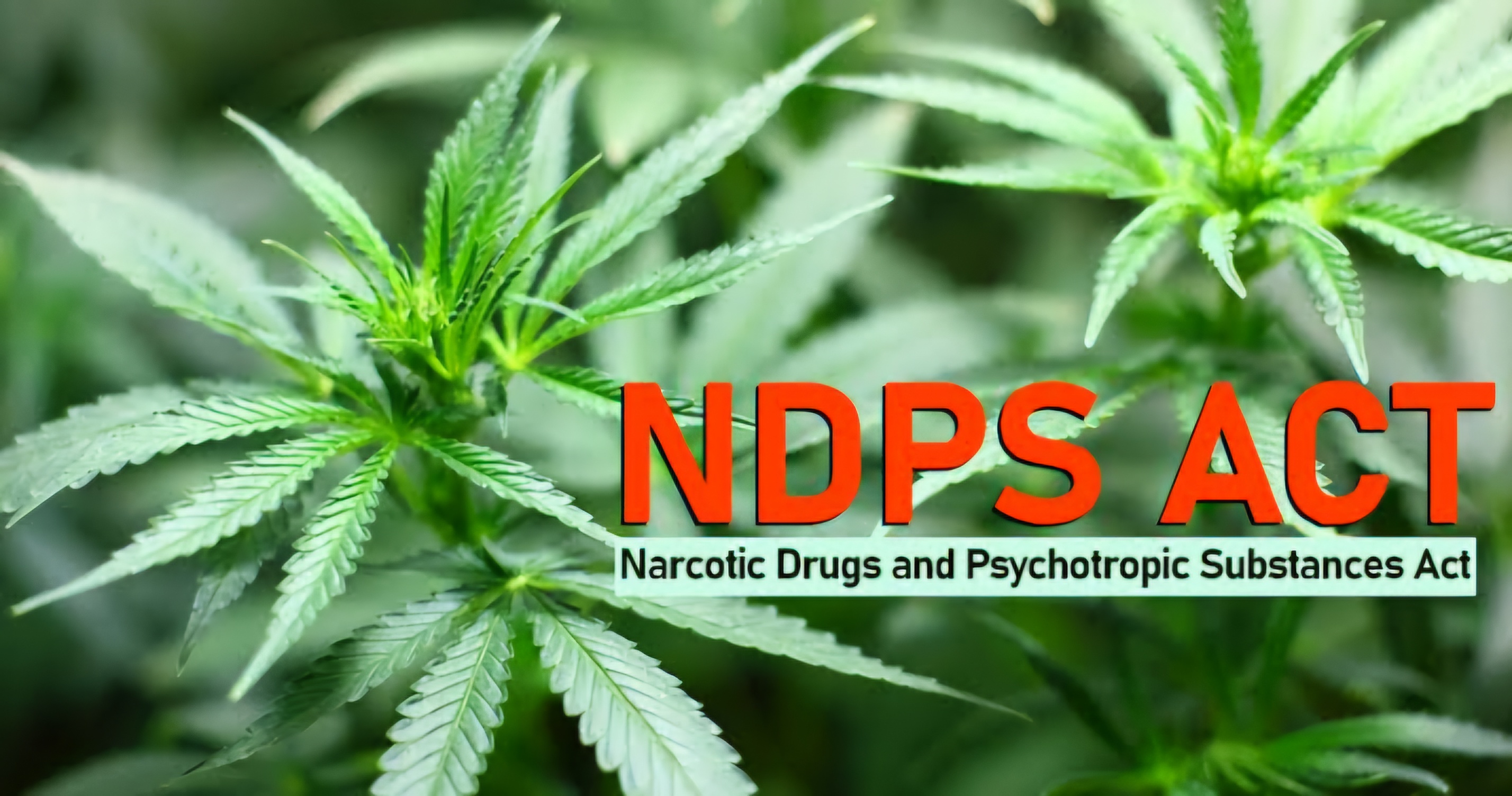 Bombay High Court Clarifies: Ganja Under NDPS Act Refers to Flowering Tops, Not Seeds and Leaves