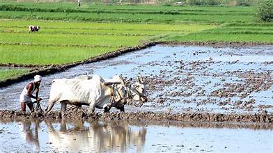 The farm issue impacting law and order should be resolved within three days: SC