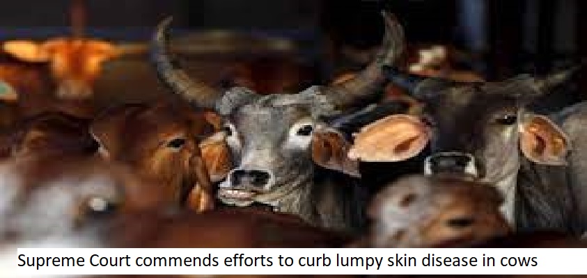 Supreme Court commends efforts to curb lumpy skin disease in cows.